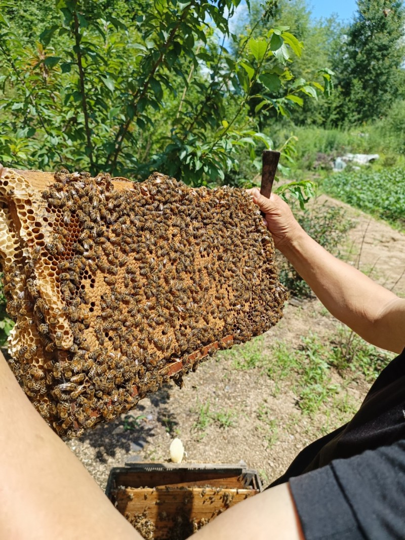 常年出售东北林业椴树蜂蜜百花蜜蜂王浆