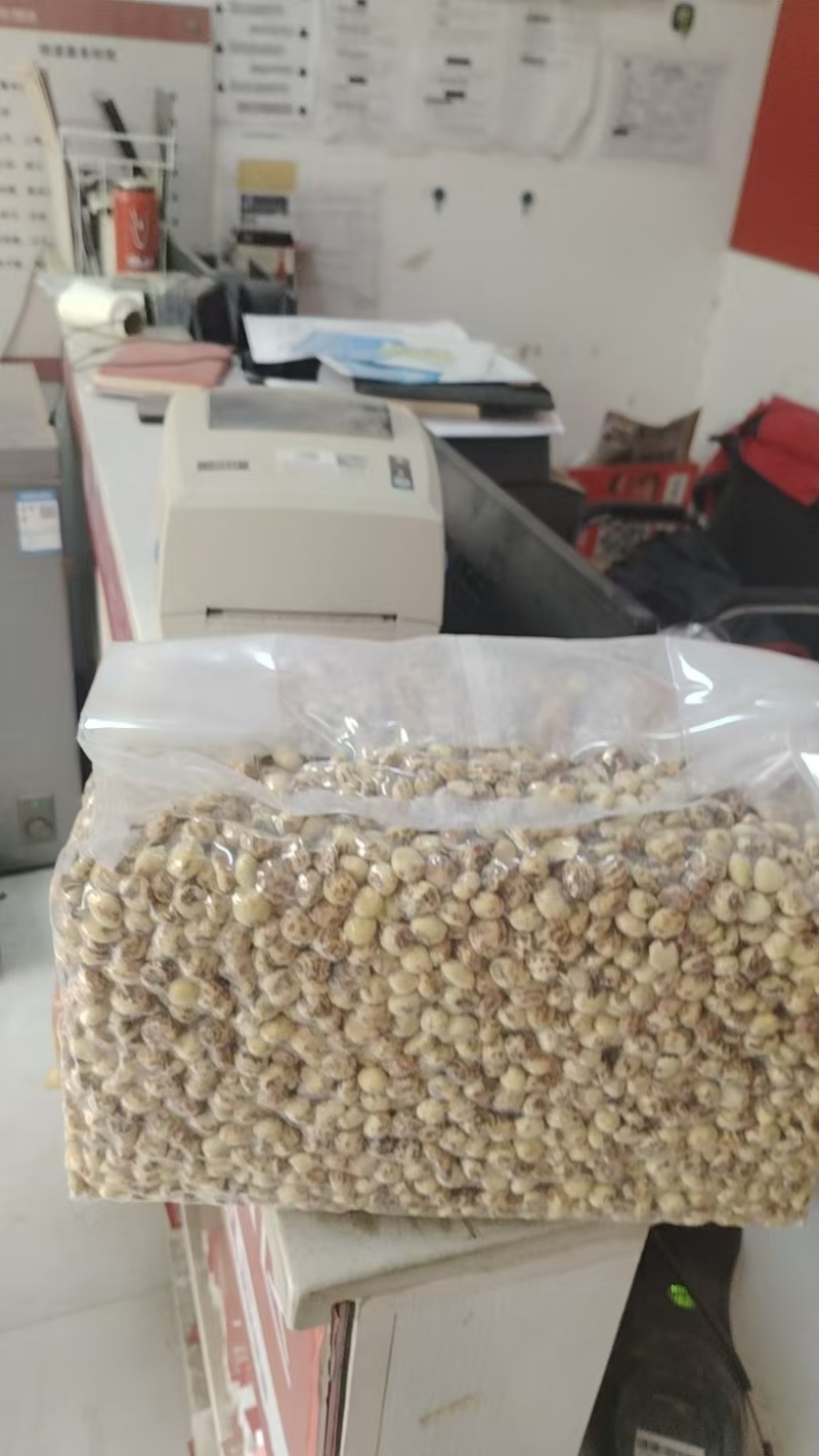 新疆油莎豆及植物乳