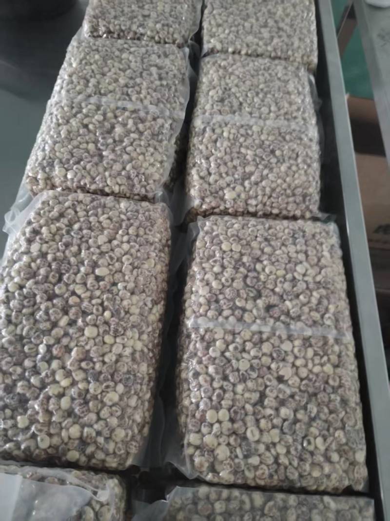 新疆油莎豆及植物乳