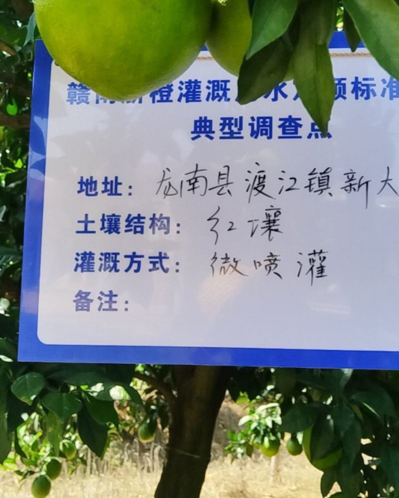 赣南脐橙