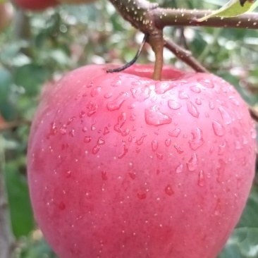 昭通冰糖心苹果
