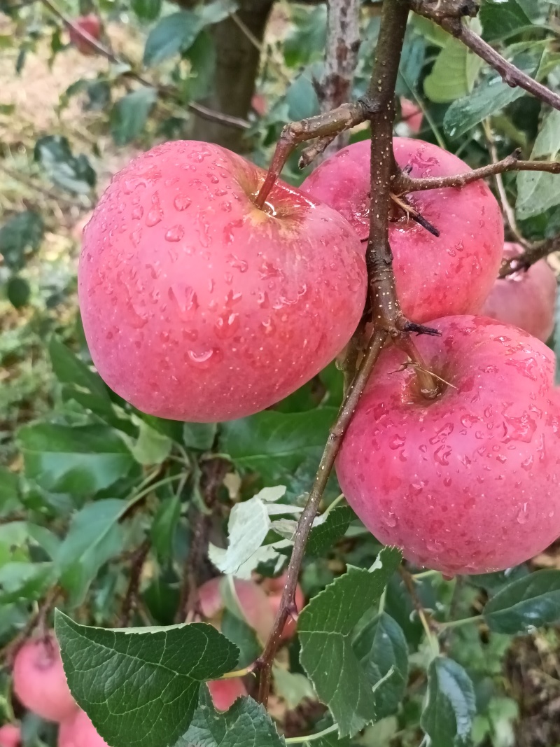 昭通冰糖心苹果