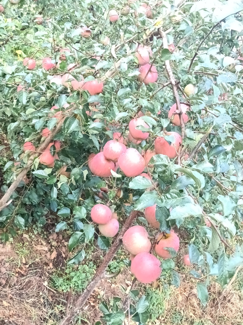 昭通冰糖心苹果