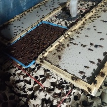双班油葫芦蟋蟀，冻品，干品，活体