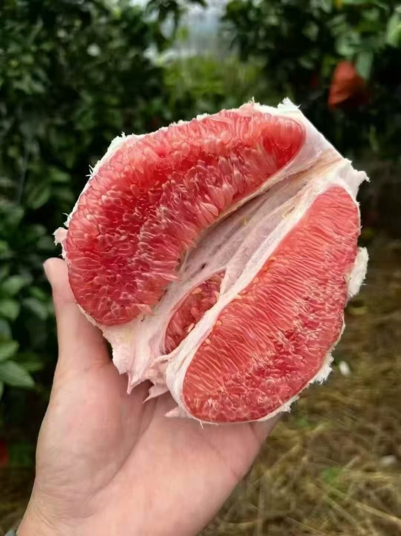 三红柚