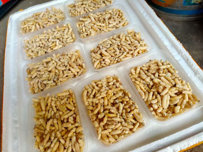 每瓶5斤和10斤装，自家浸泡。蜂蛹包装1斤