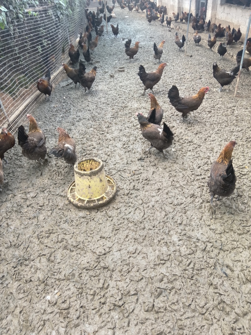 武定高脚土鸡养殖厂***********