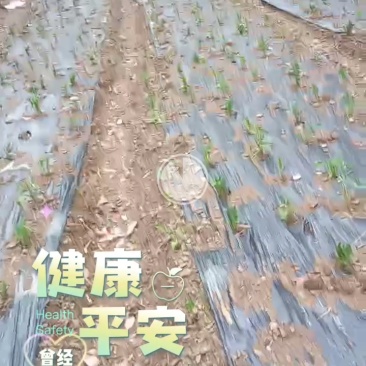 江西九江修水县白术黄精茶油