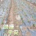 江西九江修水县白术黄精茶油