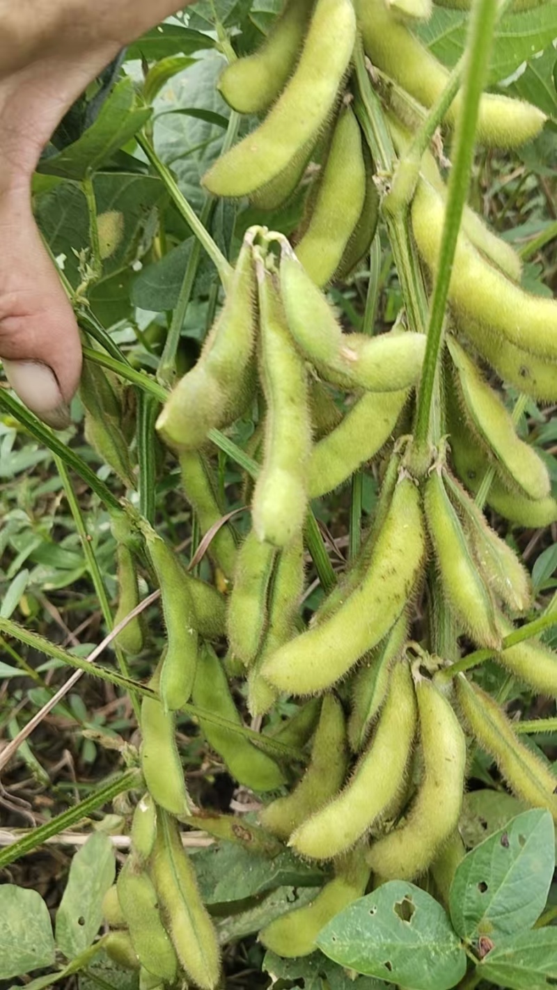 毛豆