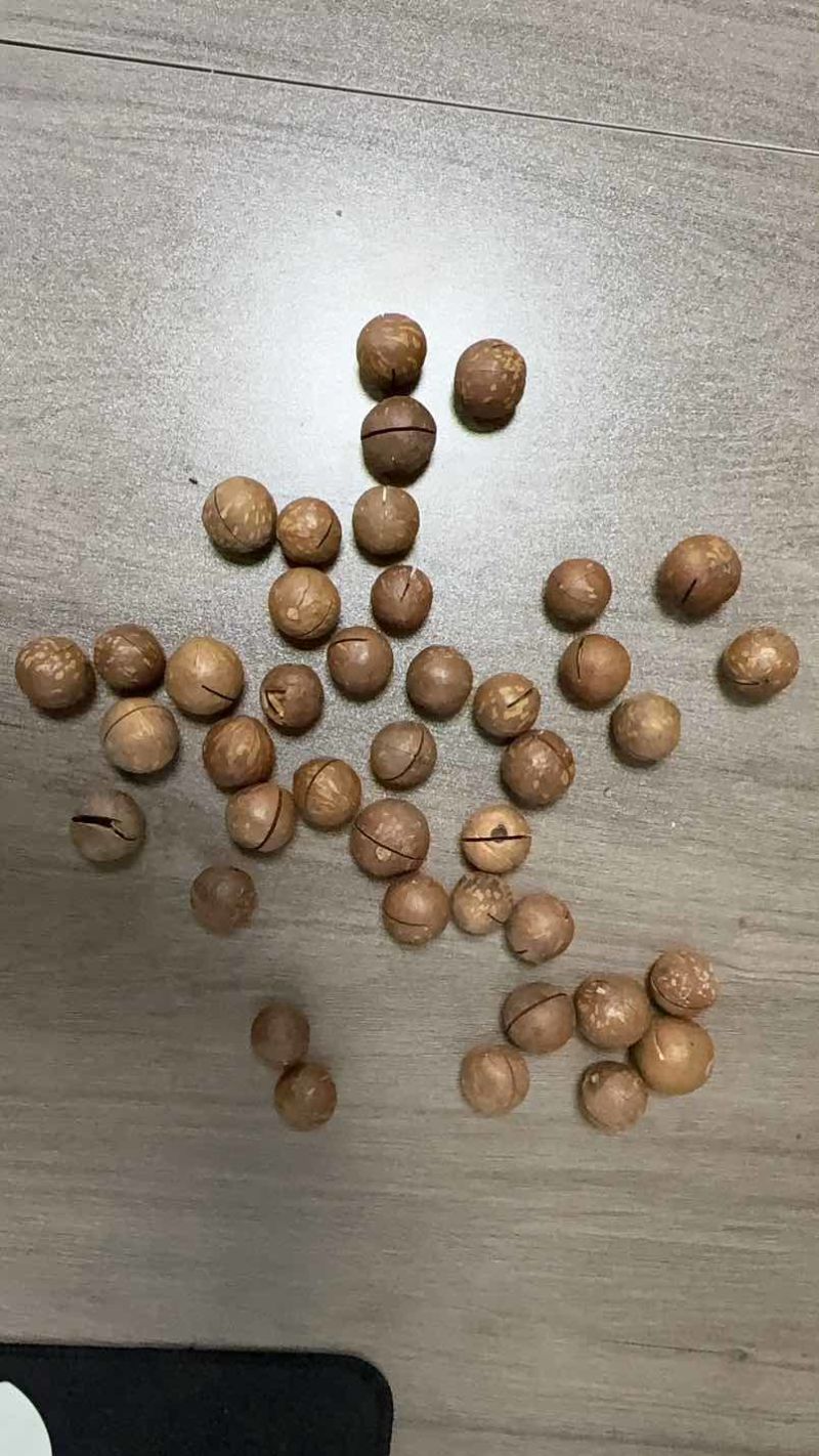 夏果大货开始放货