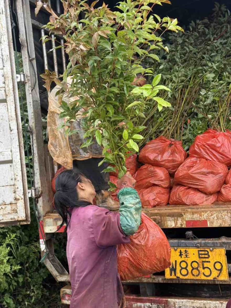 香樟苗云南樟