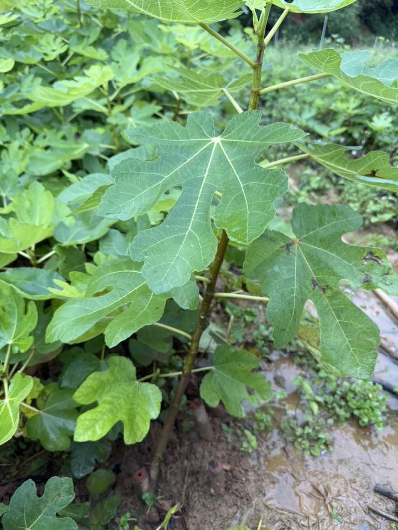 无花果苗杯苗袋苗云南