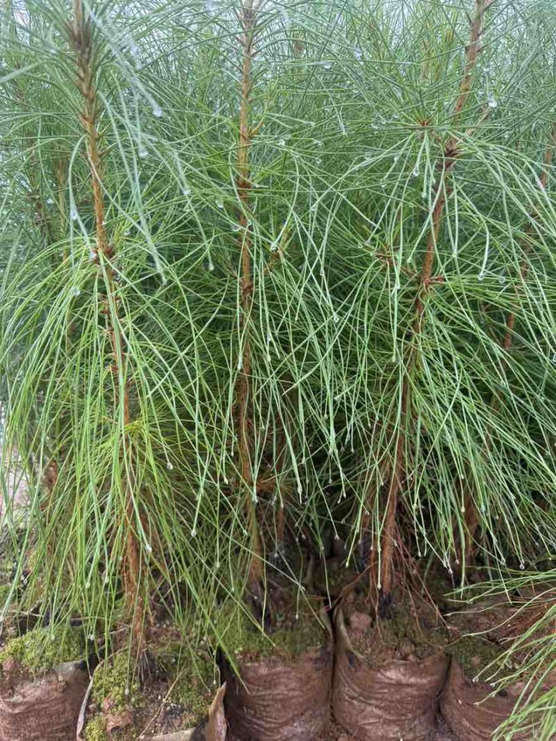 湿地松苗松树苗云南
