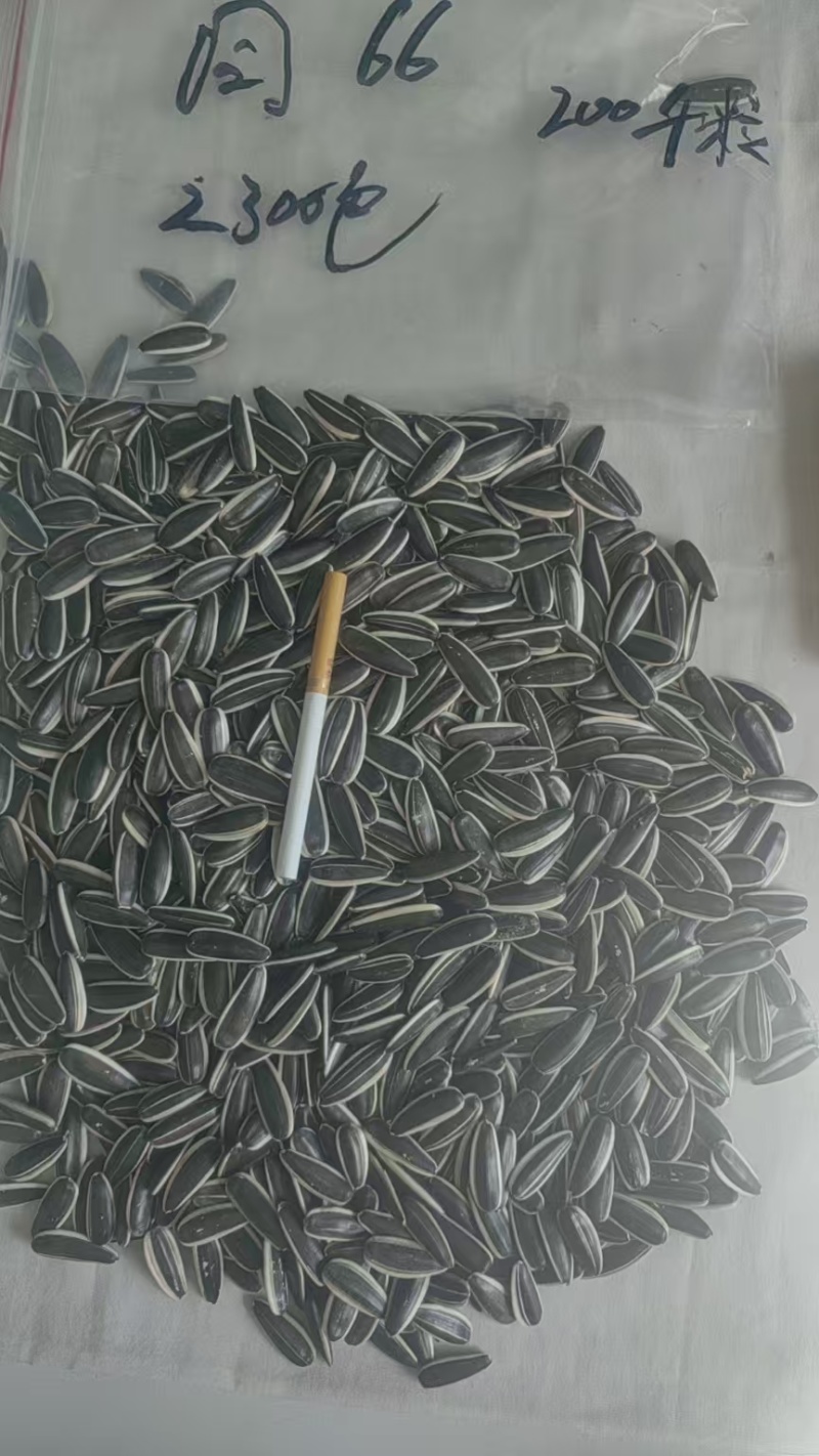 葵花同六六葵花361