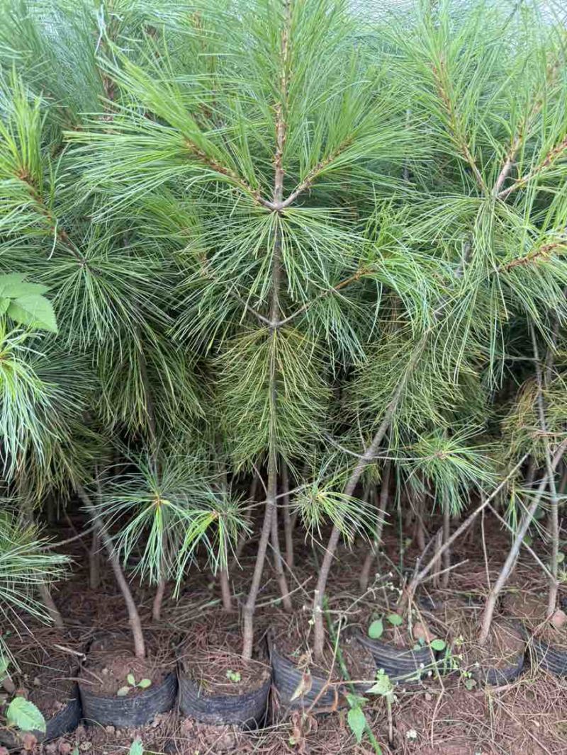 华山松苗松树苗