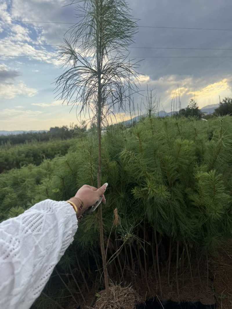 华山松苗松树苗