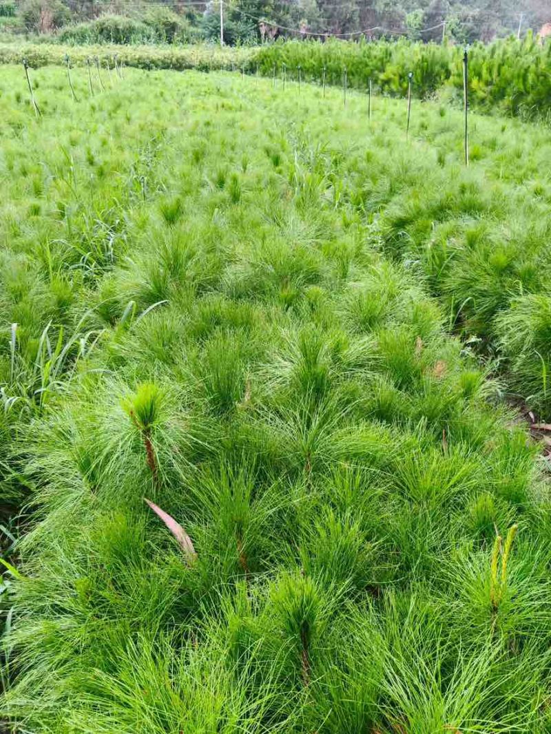 华山松苗松树苗