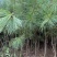 华山松苗松树苗