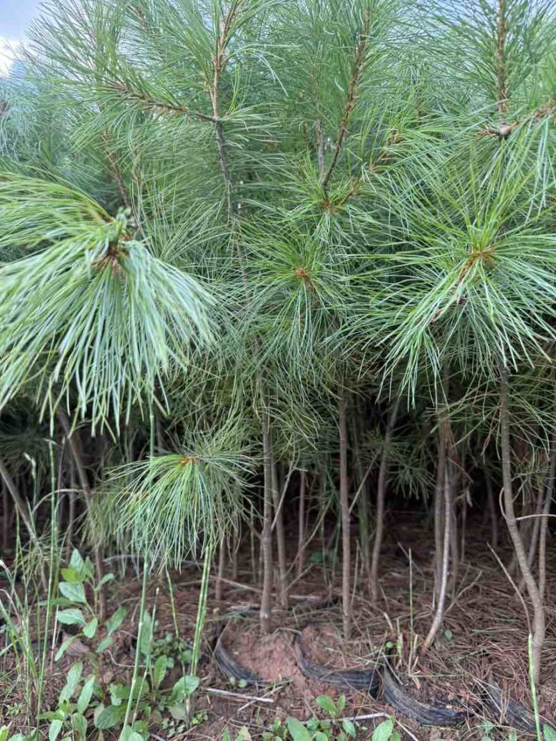 华山松苗松树苗