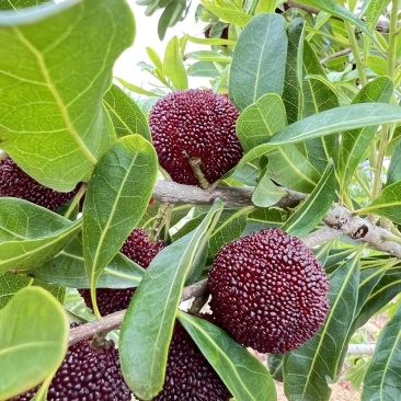 漳州杨梅
