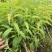 嫁接桃树苗鹰嘴桃苗冬桃苗丽江雪桃苗水蜜桃苗脆桃苗五月桃苗