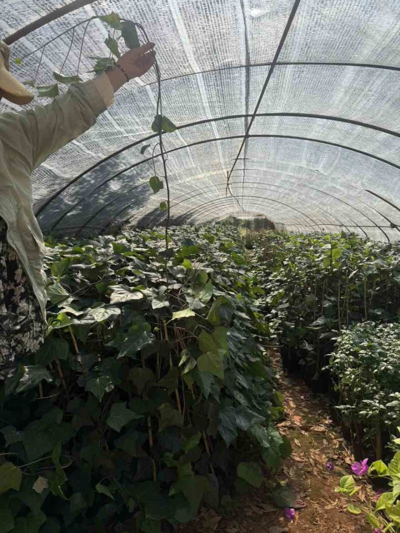 常青藤树苗万年青苗杯苗五爪金龙苗爬藤苗