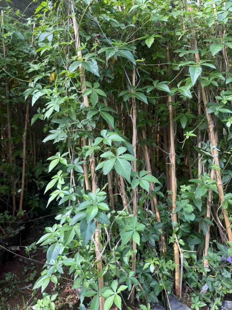 常青藤树苗万年青苗杯苗五爪金龙苗爬藤苗