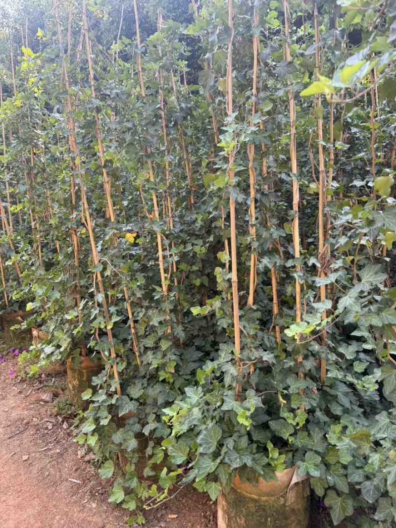常青藤树苗万年青苗杯苗五爪金龙苗爬藤苗