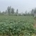 本人种植一百多亩红薯，红薯有西瓜红，商薯19哈密需要的联系