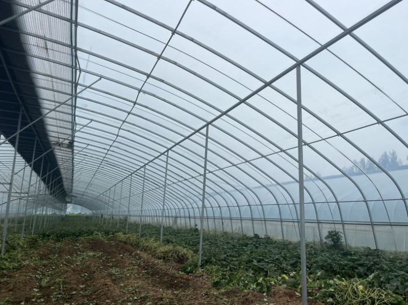 本人种植一百多亩红薯，红薯有西瓜红，商薯19哈密需要的联系