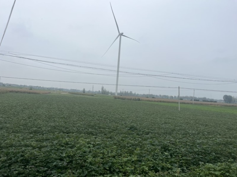 本人种植一百多亩红薯，红薯有西瓜红，商薯19哈密需要的联系
