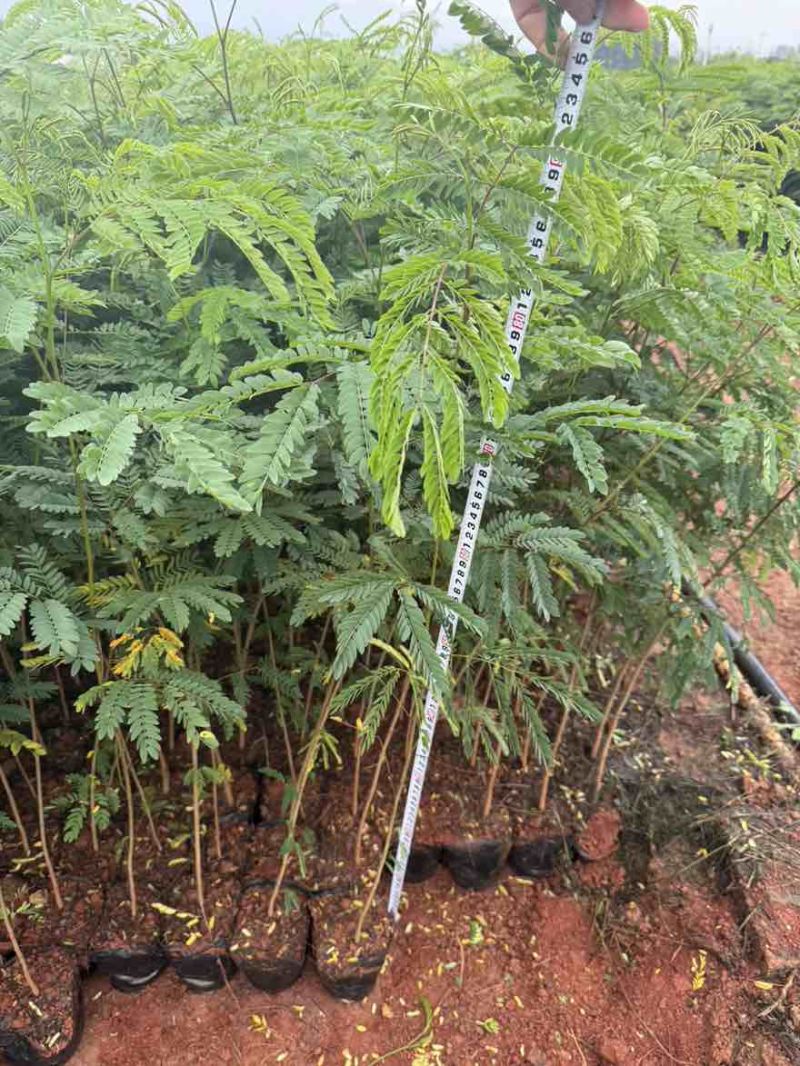合欢苗滇合欢苗银合欢苗圣诞树苗
