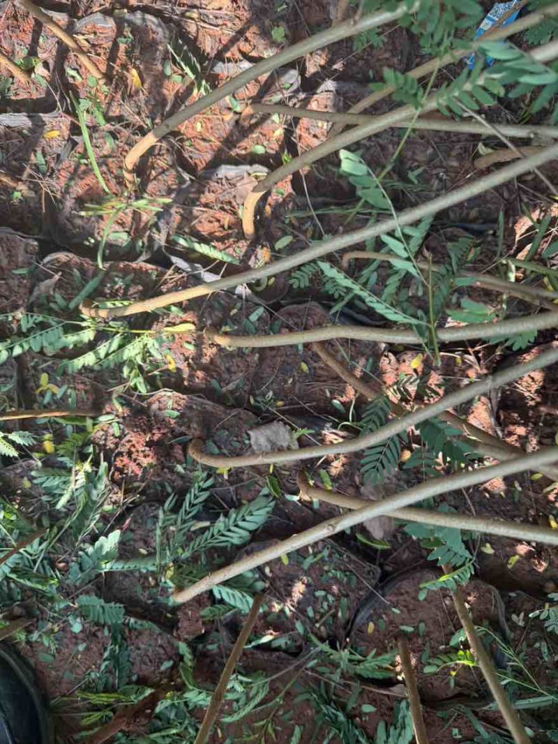 合欢苗滇合欢苗银合欢苗圣诞树苗