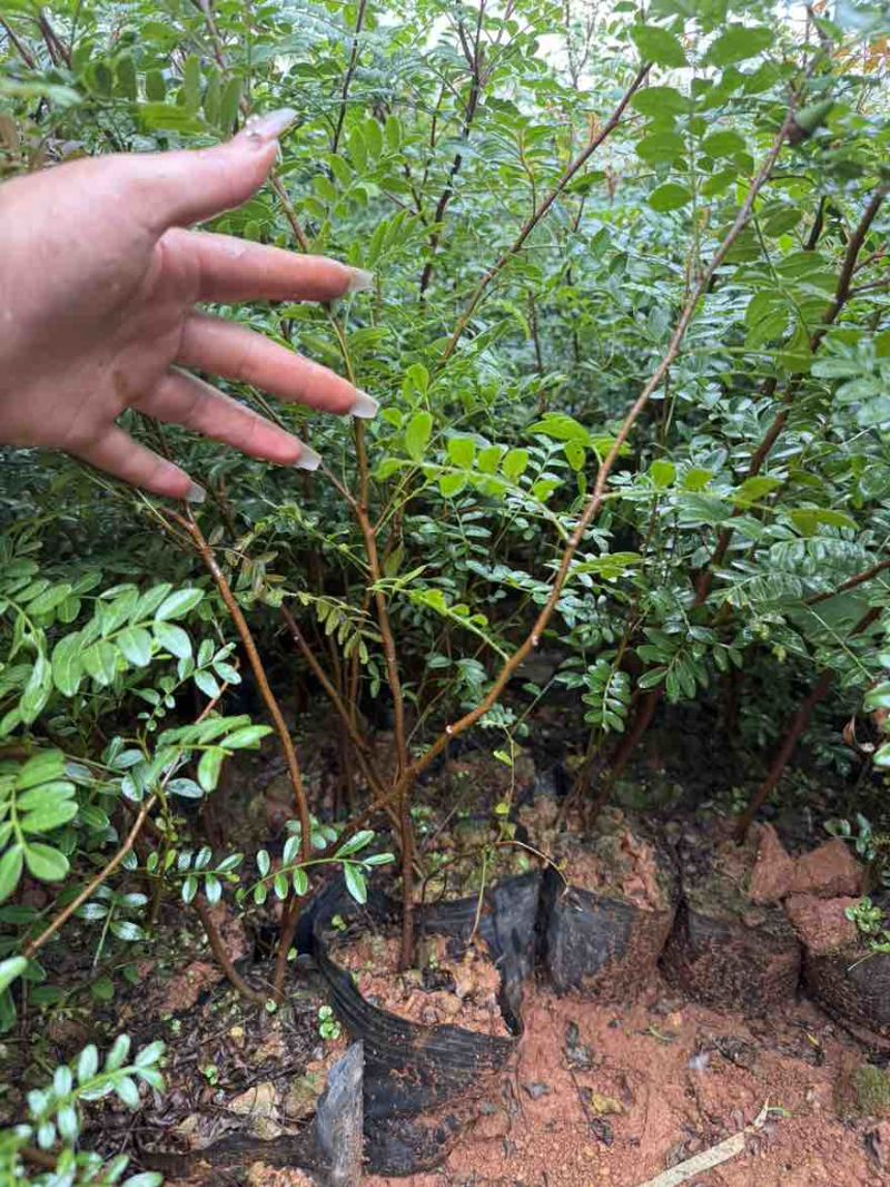 清香木苗