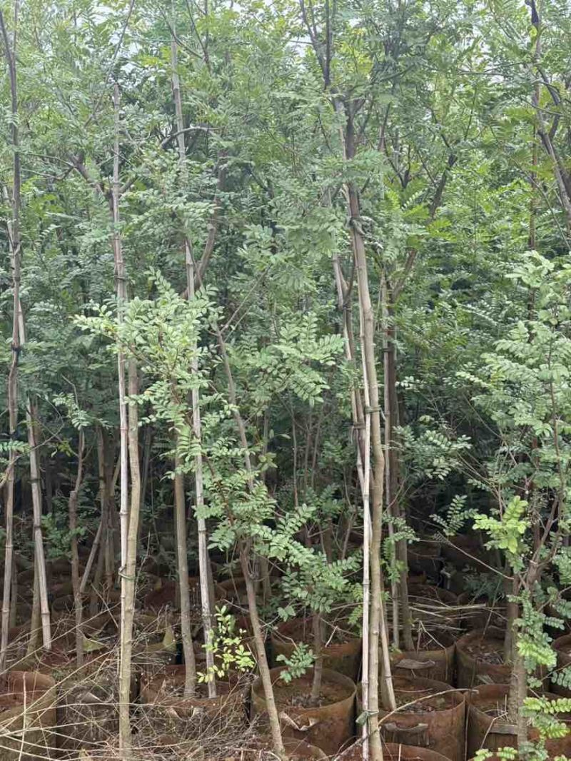 清香木苗