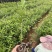麻栎苗