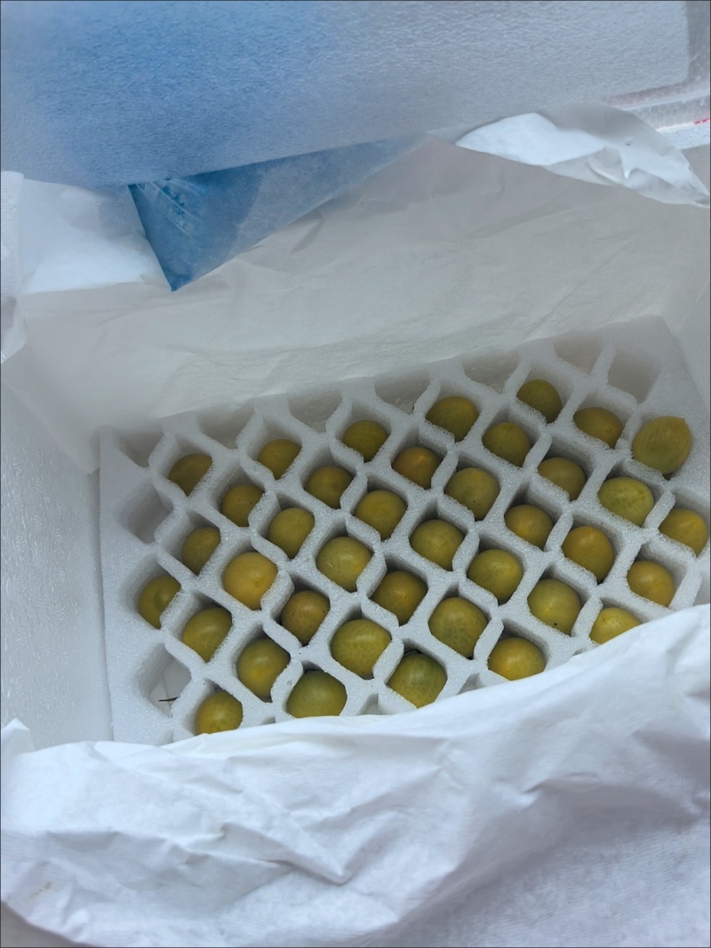 青田2号小番茄全国一件代发