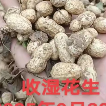 湿花生