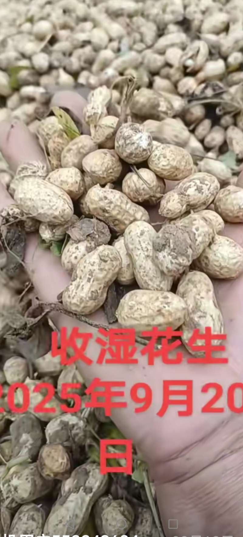 湿花生