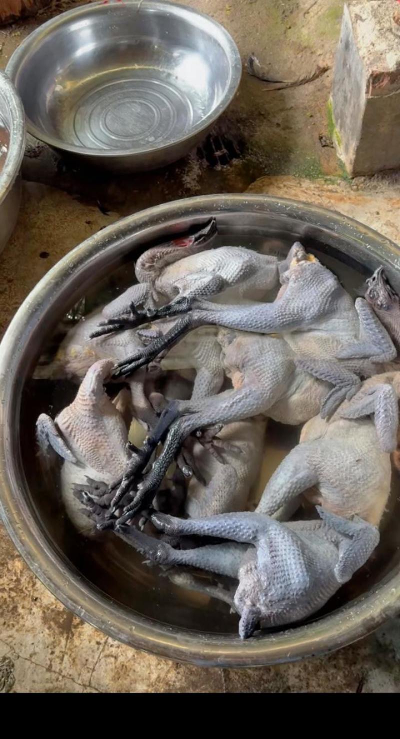 云南老品种鸡
