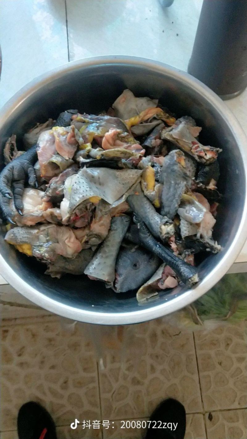 云南老品种鸡