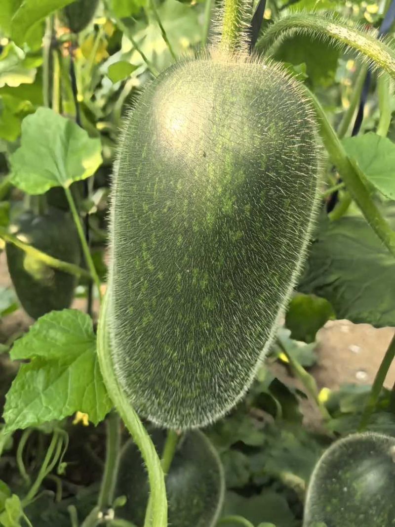 冬瓜