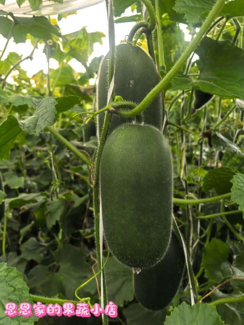 冬瓜