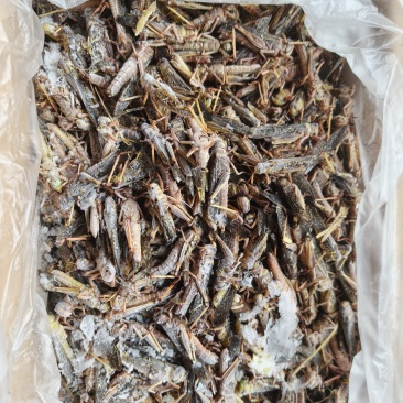 河北新乐蚂蚱