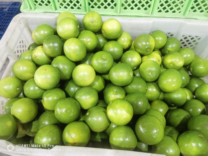 云南高糖冰糖橙