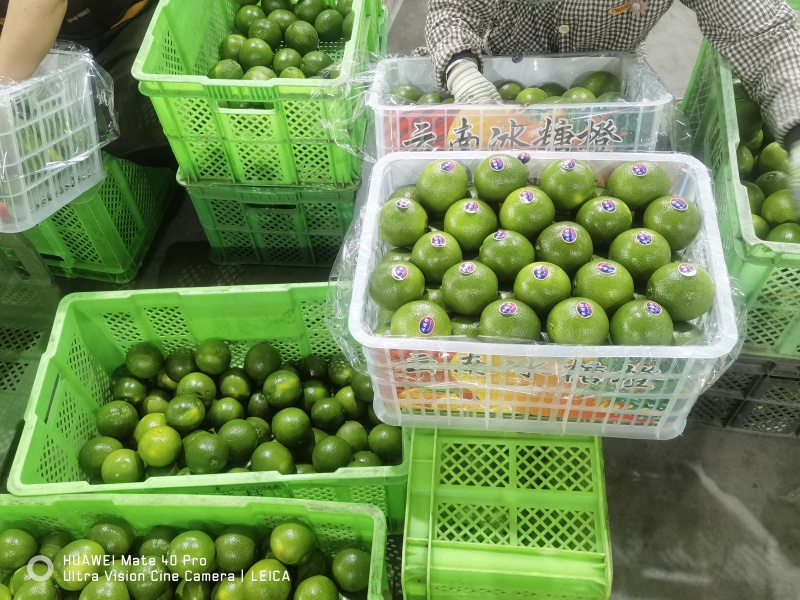 云南高糖冰糖橙