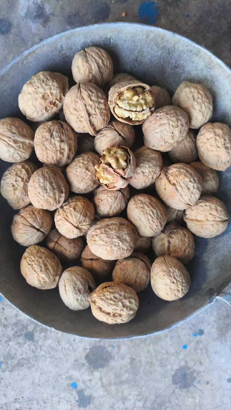 云南老树核桃