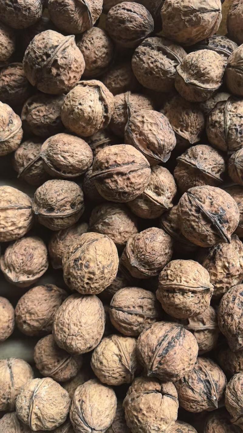 云南老树核桃