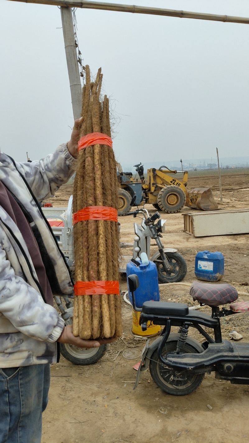 2025年新白玉山药大量接单中